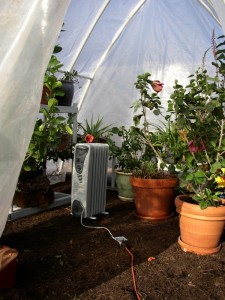 plants in the greenhouse