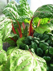 swiss chard