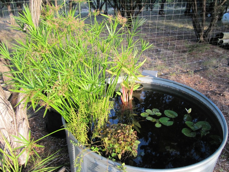 New Pond Overview