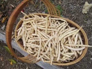 Dried Romano Beans