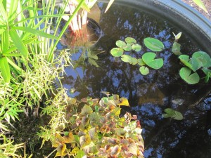 The New Pond inside