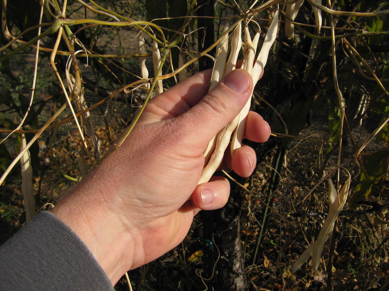 Picking Beans