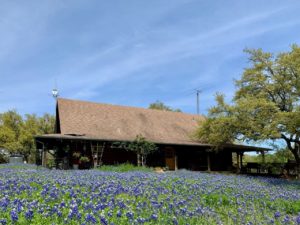 photo of Our backyard filled with Bluebonnets